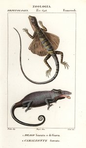 Dragon volant commun et caméléon à deux cornes