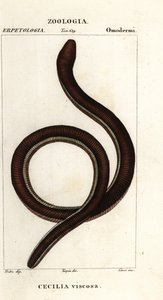 Cécilie à bandes jaunes, Ichthyophis glutinosus