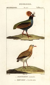 Perdrix huppée et turnix