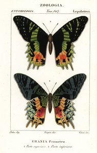 Papillon de coucher de soleil d