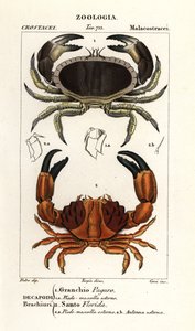 Crabe comestible et crabe sillonné