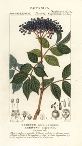 Sureau noir européen, Sambucus nigra, Sambuco nero o comune - Corsi Corsi