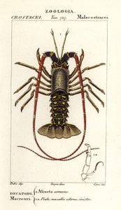 Langouste européenne, Palinurus elephas
