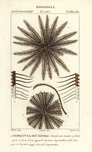 Comatule, Oligometrides adeonae, Comatula adeonae, Comatula dell’Adeona - Corsi Corsi