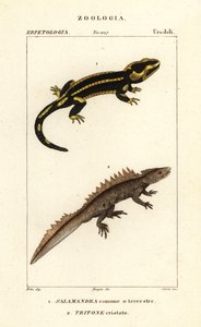 Salamandre de feu, Salamandra salamandra 1, et triton crêté, Triturus cristatus (en danger critique) 2