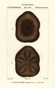 Clypeaster rosaceus - Corsi Corsi