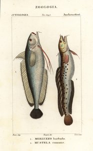 Barbue, Phycis phycis 1 et lotte à cinq barbes, Ciliata mustela - Corsi Corsi