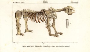 Squelette fossile du paresseux géant, Megatherium americanum