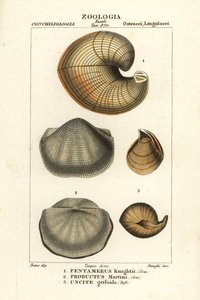 Fossiles de brachiopodes éteints - Corsi Corsi