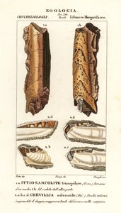 Fossiles de mollusques éteints - Corsi Corsi