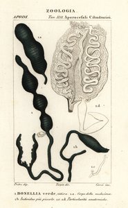 Bonellie verte, Bonellia viridis - Corsi Corsi