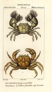 Hemigrapsus penicillatus et Potamon fluviatile