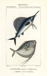Voilier indo-pacifique, Istiophorus platypterus 1, et poisson-lune, Mene maculata 2