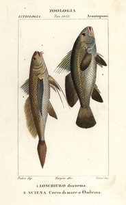 Lonchurus lanceolatus et Argyrosomus regius - Corsi Corsi