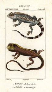 Lézard à tête de lyre, Lyriocephalus scutatus 1 et lézard plongeur ou iguane à tête de mop, Uranoscodon superciliosus 2 - Corsi Corsi