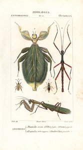 Mante, insecte feuille, insecte bâton, etc. - Corsi Corsi