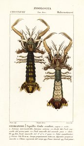 Crevette mante, Lysiosquilla scabricauda