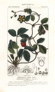 Fausse fraise, Potentilla indica - Corsi Corsi