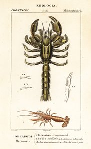 Homard de boue et crevette de boue