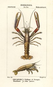 Langoustine et crevette