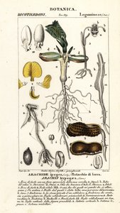 Arachide ou cacahuète, Arachis hypogaea