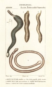 Vers de cacahuète, Sipunculus nudus 1, Siphonosoma cumanense 4, etc.