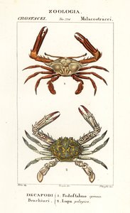 Crabe périscope et crabe fleur - Corsi Corsi