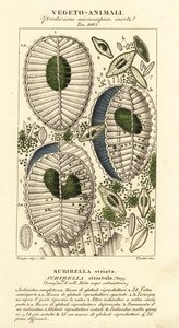 Plancton, Surirella striatula, Surirella striata - Corsi Corsi