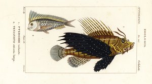 Poisson-lion rouge, Pterois volitans, Pteroide volante 1, et blanquillo bleu, Taenianotus latovittatus, Tenianoto striata larga 2