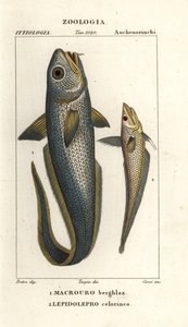 Macrourus berglax et Coelorinchus caelorhincus - Corsi Corsi