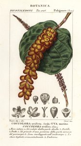 Raisin de mer, Coccoloba uvifera, Uva marina - Corsi Corsi