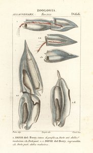 Siphonophores, Diphyes dispar, Diphyes boryi, Difie del Bory - Corsi Corsi