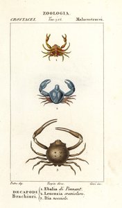 Espèce de crabe - Corsi Corsi