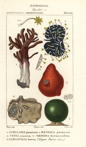 Espèces d