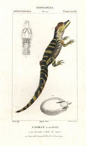 Caïman à lunettes et œuf éclos du crocodile américain - Corsi Corsi