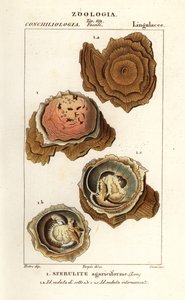 Sphérulites agariciformis - Corsi Corsi