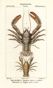 Galathea strigosa et Aegla laevis