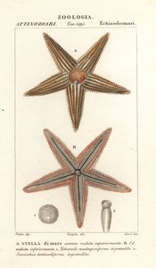 Étoile de mer, Asterias rubens - Corsi Corsi