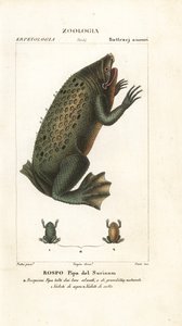 Crapaud de Surinam, Pipa pipa - Corsi Corsi