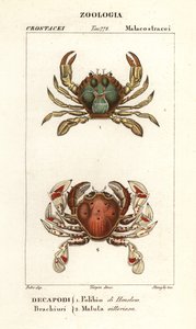 Crabe nageur et crabe lune