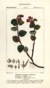 Gaulthérie, Gaultheria domingensis - Corsi Corsi