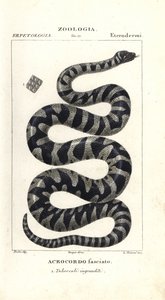 Serpent verruqueux ou petit serpent de fichier, Acrochordus granulatus - Corsi Corsi