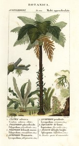 Fougère arborescente des Antilles, Cyathea arborea, fougère liane, Microgramma piloselloides 2, fougère gracieuse, Niphidium crassifolium 3, fougère à houppes grossières, Huperzia phlegmaria 4, lycopode cornu, Lycopodiella cernua 5, prêle d