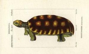 Tortue à pieds jaunes ou tortue géante brésilienne, Chelonoidis denticulatus Testudo tabulata Testuginne intarsiata - Corsi Corsi