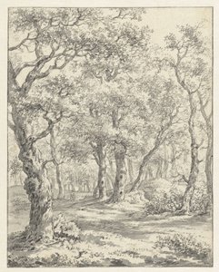 Paysage forestier - Couwenhoven