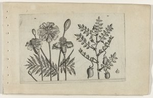 Tagète et pois chiche - Crispijn van de Passe (I) (attributed to)
