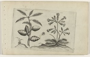 Amandier et primevère dorée - Crispijn van de Passe (I) (attributed to)