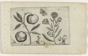 Pomme assyrienne et souci Cognoscite lilia (titre de la série) - Crispijn van de Passe (I) (attributed to)