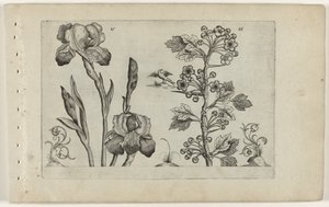 Iris barbu et aubépine coralline - Crispijn van de Passe (I) (attributed to)