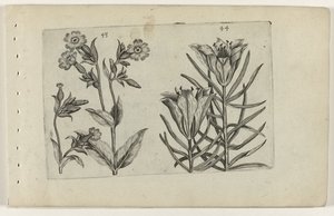 Silène et lys des blés - Crispijn van de Passe (I) (attributed to)
